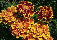 Marigold Seeds,  French Marigold Flower Seeds, "COOL BEANS N SPROUTS" Brand. Home Gardening. - Cool Beans & Sprouts