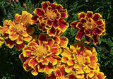 Marigold Seeds,  French Marigold Flower Seeds, "COOL BEANS N SPROUTS" Brand. Home Gardening. - Cool Beans & Sprouts
