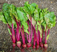 Beets Detroit Dark Red Beet Seeds, "COOL BEANS N SPROUTS" Brand. Home Gardening. - Cool Beans & Sprouts