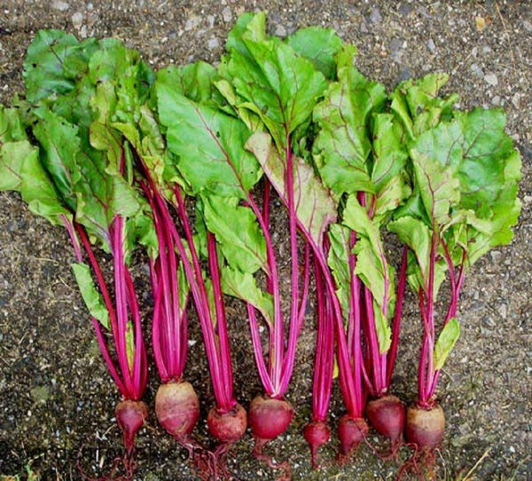 Beets Detroit Dark Red Beet Seeds, "COOL BEANS N SPROUTS" Brand. Home Gardening. - Cool Beans & Sprouts