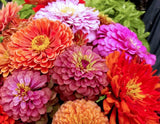 Zinnia Flowers Seeds  Exquisite Zinnia Flower Seeds, "COOL BEANS N SPROUTS" Brand. Non-GMO. Home Gardening. - Cool Beans & Sprouts