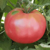 Tomato Seeds, Giant Belgium Tomato Seeds,"COOL BEANS N SPROUTS" Brand. Heirloom. Non-GMO. Home Gardening. - Cool Beans & Sprouts