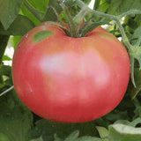 Tomato Seeds, Giant Belgium Tomato Seeds,"COOL BEANS N SPROUTS" Brand. Heirloom. Non-GMO. Home Gardening. - Cool Beans & Sprouts