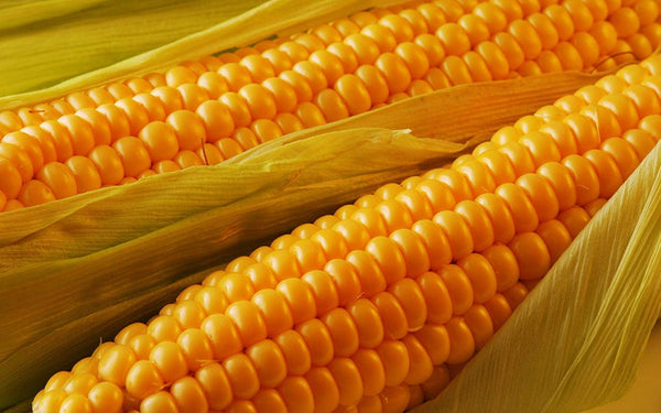 Corn Seed Golden Beauty Corn Seeds, "COOL BEANS N SPROUTS" Brand. Home Gardening. - Cool Beans & Sprouts
