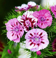 Sweet William Flower Seeds, "COOL BEANS N SPROUTS" Brand. Non-GMO. Home Gardening. - Cool Beans & Sprouts