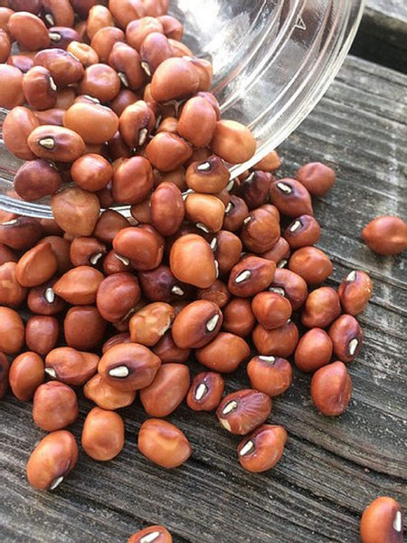Pea Mississippi Silver Cowpea Seeds  ,"COOL BEANS N SPROUTS" Brand. Home Gardening. - Cool Beans & Sprouts