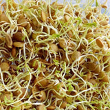 Green Lentil Seeds for Sprouting Microgreens, A Rich Source of Vitamins and Minerals and Health-Promoting Nutrients! "COOL BEANS N SPROUTS" Brand, A Small Town Family Run USA Business. - Cool Beans & Sprouts