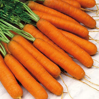 Carrot Seeds- Scarlet Nantes Carrot Seeds ,"COOL BEANS N SPROUTS" Brand. Home Gardening, - Cool Beans & Sprouts