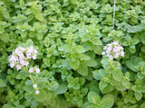Marjoram Herb Seeds, Sweet Marjoram Seeds, "COOL BEANS N SPROUTS" Brand. Home Gardening. - Cool Beans & Sprouts