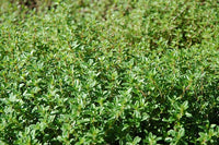 Thyme Herb Seeds,"COOL BEANS N SPROUTS" Brand. Herb. Non-GMO. Home Gardening. - Cool Beans & Sprouts