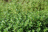 Thyme Herb Seeds,"COOL BEANS N SPROUTS" Brand. Herb. Non-GMO. Home Gardening. - Cool Beans & Sprouts