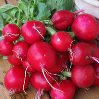 Radish Seeds ,  Champion Radish Seeds,"COOL BEANS N SPROUTS" Brand. Heirloom. Non-GMO. Home Gardening. - Cool Beans & Sprouts