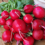 Radish Seeds ,  Champion Radish Seeds,"COOL BEANS N SPROUTS" Brand. Heirloom. Non-GMO. Home Gardening. - Cool Beans & Sprouts