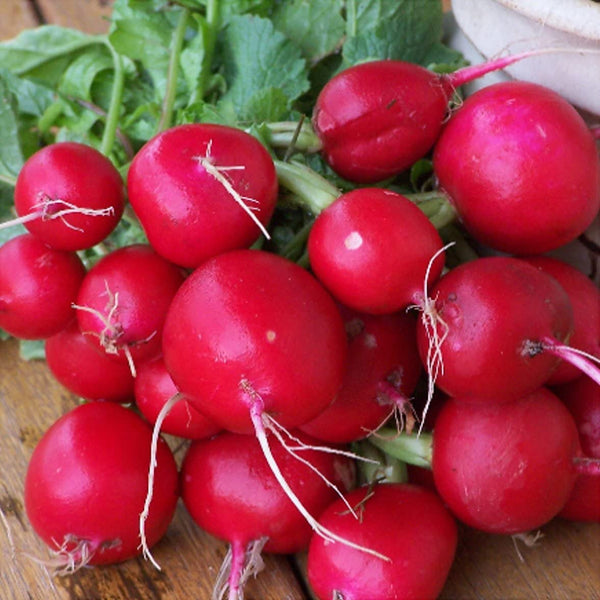 Radish Seeds ,  Champion Radish Seeds,"COOL BEANS N SPROUTS" Brand. Heirloom. Non-GMO. Home Gardening. - Cool Beans & Sprouts