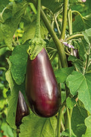 Eggplant Seeds- Black Beauty Eggplant Seeds ,"COOL BEANS N SPROUTS" Brand. Home Gardening. - Cool Beans & Sprouts