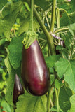 Eggplant Seeds- Black Beauty Eggplant Seeds ,"COOL BEANS N SPROUTS" Brand. Home Gardening. - Cool Beans & Sprouts