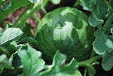 Watermelon Seeds, Sugar Baby Watermelon Seeds,"COOL BEANS N SPROUTS" Brand. Heirloom. Non-GMO. Home Gardening. - Cool Beans & Sprouts