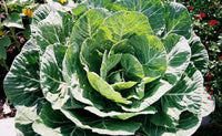 Collard Green Seeds,  Georgia Southern Collard Greens Seeds ,"COOL BEANS N SPROUTS" Brand. Home Gardening. - Cool Beans & Sprouts