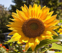 Sunflower Flower Seeds,  Russian Mammoth Sunflower Seeds, "COOL BEANS N SPROUTS" Brand. Non-GMO. Home Gardening. - Cool Beans & Sprouts