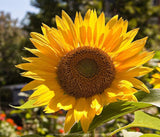 Sunflower Flower Seeds,  Russian Mammoth Sunflower Seeds, "COOL BEANS N SPROUTS" Brand. Non-GMO. Home Gardening. - Cool Beans & Sprouts