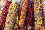 Corn Seeds- Indian Ornamental Corn Seeds ,"COOL BEANS N SPROUTS" Brand. Home Gardening. - Cool Beans & Sprouts