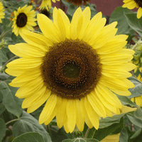 Sunflower Flower Seeds,  Lemon Queen Sunflower Seeds, "COOL BEANS N SPROUTS" Brand. Home Gardening. - Cool Beans & Sprouts