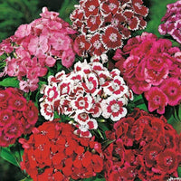 Sweet William Flower Seeds, "COOL BEANS N SPROUTS" Brand. Non-GMO. Home Gardening. - Cool Beans & Sprouts