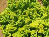 Lettuce Seeds, Grand Rapids TBR Lettuce Seeds, "COOL BEANS N SPROUTS" Brand. Heirloom. Non-GMO. Home Gardening. - Cool Beans & Sprouts