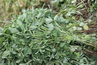 Fenugreek Herb Seeds, "COOL BEANS N SPROUTS" Brand. Non-GMO. Home Gardening. - Cool Beans & Sprouts