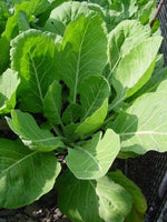 Collard Green Seeds ,  Vates Collard Green Seeds,"COOL BEANS N SPROUTS" Brand. Home Gardening. - Cool Beans & Sprouts