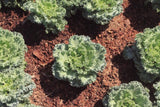 Kale Seeds  Siberian Kale Seeds ,"COOL BEANS N SPROUTS" Brand. Home Gardening. - Cool Beans & Sprouts