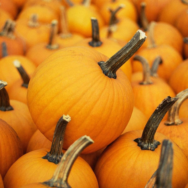 Pumpkin Seeds, Small Sugar Pumpkin Seeds ,"COOL BEANS N SPROUTS" Brand. Heirloom. Non-GMO. Home Gardening. - Cool Beans & Sprouts