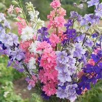 Delphinium Larkspur Giant Imperial Mix Flower Seeds,"COOL BEANS N SPROUTS" Brand. Home Gardening. - Cool Beans & Sprouts