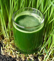 Wheatgrass Seeds for Sprouting Microgreens, A Rich Source of Vitamins and Minerals and Health-Promoting Nutrients! "COOL BEANS N SPROUTS" Brand, A Small Town Family Run USA Business. - Cool Beans & Sprouts