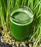 Wheatgrass Seeds for Sprouting Microgreens, A Rich Source of Vitamins and Minerals and Health-Promoting Nutrients! "COOL BEANS N SPROUTS" Brand, A Small Town Family Run USA Business. - Cool Beans & Sprouts