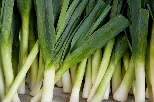 Leek Seeds,  American Flag Leek Seeds, "COOL BEANS N SPROUTS" Brand. Home Gardening. - Cool Beans & Sprouts