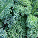 Kale Seeds  Vates Blue Curled Scotch Kale Seeds, "COOL BEANS N SPROUTS" Brand. Non-GMO. Home Gardening. - Cool Beans & Sprouts