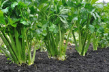 Celery Seeds- Tendercrisp Celery Seeds ,"COOL BEANS N SPROUTS" Brand. Home Gardening. - Cool Beans & Sprouts