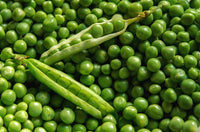 Pea Seeds, Lincoln Pea Seeds , "COOL BEANS N SPROUTS" Brand. Home Gardening. - Cool Beans & Sprouts
