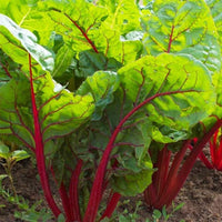 Swiss Chard Seeds, Ruby Red Swiss Chard Seeds,"COOL BEANS N SPROUTS" Brand. Heirloom. Non-GMO. Home Gardening. - Cool Beans & Sprouts