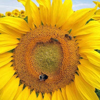 Sunflower Flower Seeds,  Russian Mammoth Sunflower Seeds, "COOL BEANS N SPROUTS" Brand. Non-GMO. Home Gardening. - Cool Beans & Sprouts