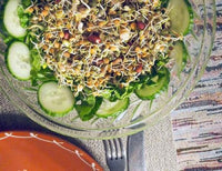Green Lentil Seeds for Sprouting Microgreens, A Rich Source of Vitamins and Minerals and Health-Promoting Nutrients! "COOL BEANS N SPROUTS" Brand, A Small Town Family Run USA Business. - Cool Beans & Sprouts