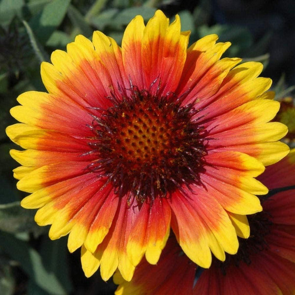 Arizona Sun  Flower Seeds , "COOL BEANS N SPROUTS" Brand. Home Gardening. This Flower is also know as Gaillardia and Blanket Flower. - Cool Beans & Sprouts