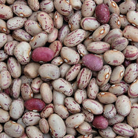 Bean Taylor's Dwarf Horticultural Bean Seeds ,"COOL BEANS N SPROUTS" Brand. Home Gardening. - Cool Beans & Sprouts