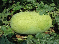 Watermelon Seeds,  Charleston Grey Watermelon Seeds,"COOL BEANS N SPROUTS" Brand. Heirloom. Non-GMO. Home Gardening. - Cool Beans & Sprouts