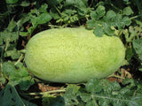 Watermelon Seeds,  Charleston Grey Watermelon Seeds,"COOL BEANS N SPROUTS" Brand. Heirloom. Non-GMO. Home Gardening. - Cool Beans & Sprouts