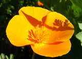 Poppy Flower Seeds,  California Orange Poppy Flower Seeds, "COOL BEANS N SPROUTS" Brand. Home Gardening. - Cool Beans & Sprouts