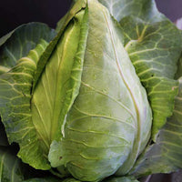 Cabbage Seeds- Charleston Wakefield,  "COOL BEANS N SPROUTS" Brand. Home Gardening. - Cool Beans & Sprouts