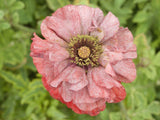 Poppy Flower Seeds, Shirley Poppy Flower Seeds, "COOL BEANS N SPROUTS" Brand. Home Gardening. - Cool Beans & Sprouts