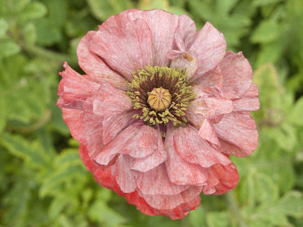Poppy Flower Seeds, Shirley Poppy Flower Seeds, "COOL BEANS N SPROUTS" Brand. Home Gardening. - Cool Beans & Sprouts